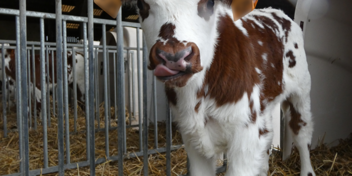 veau boucles bvd niche