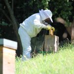 gds manche valoriser apiculteur abeilles rucher