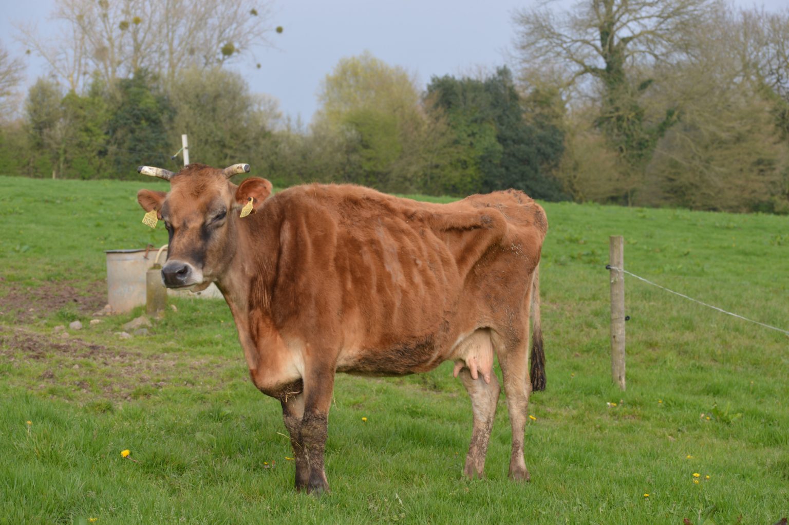 Paratuberculose bovine est due à une mycobactérie des bovins Paratuberculose bovine est due à une mycobactérie des bovins