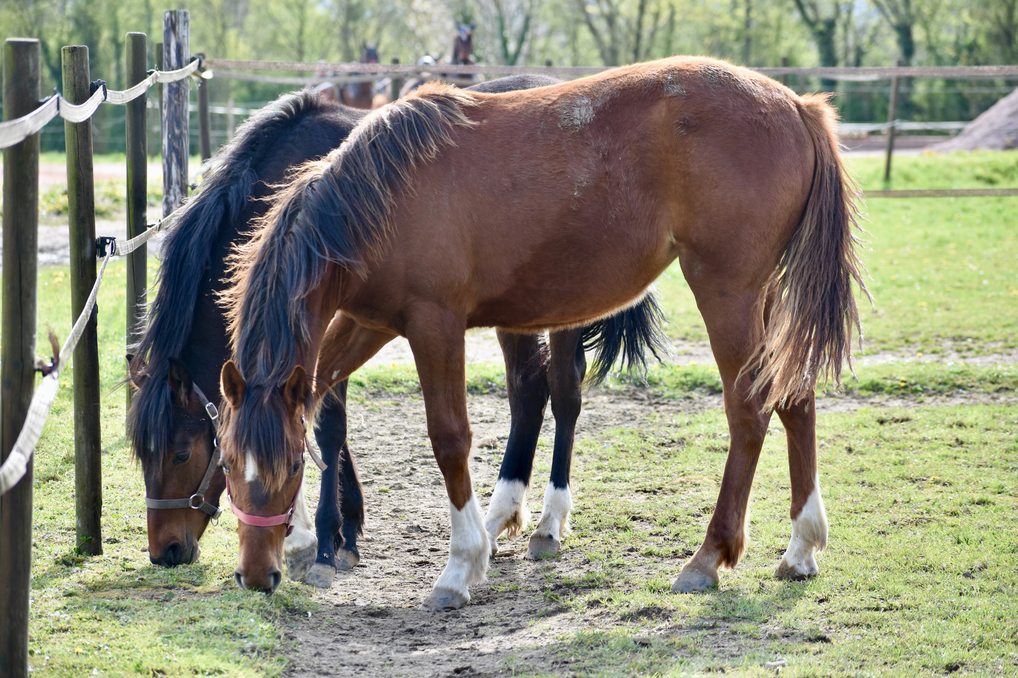 Plaques à Mordre Pour Chevaux - Recouvertes De Caoutchouc, Spéculum Vétérinaire équin