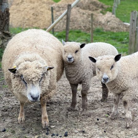 Formation agneaux en croissance et agnelles de renouvellement