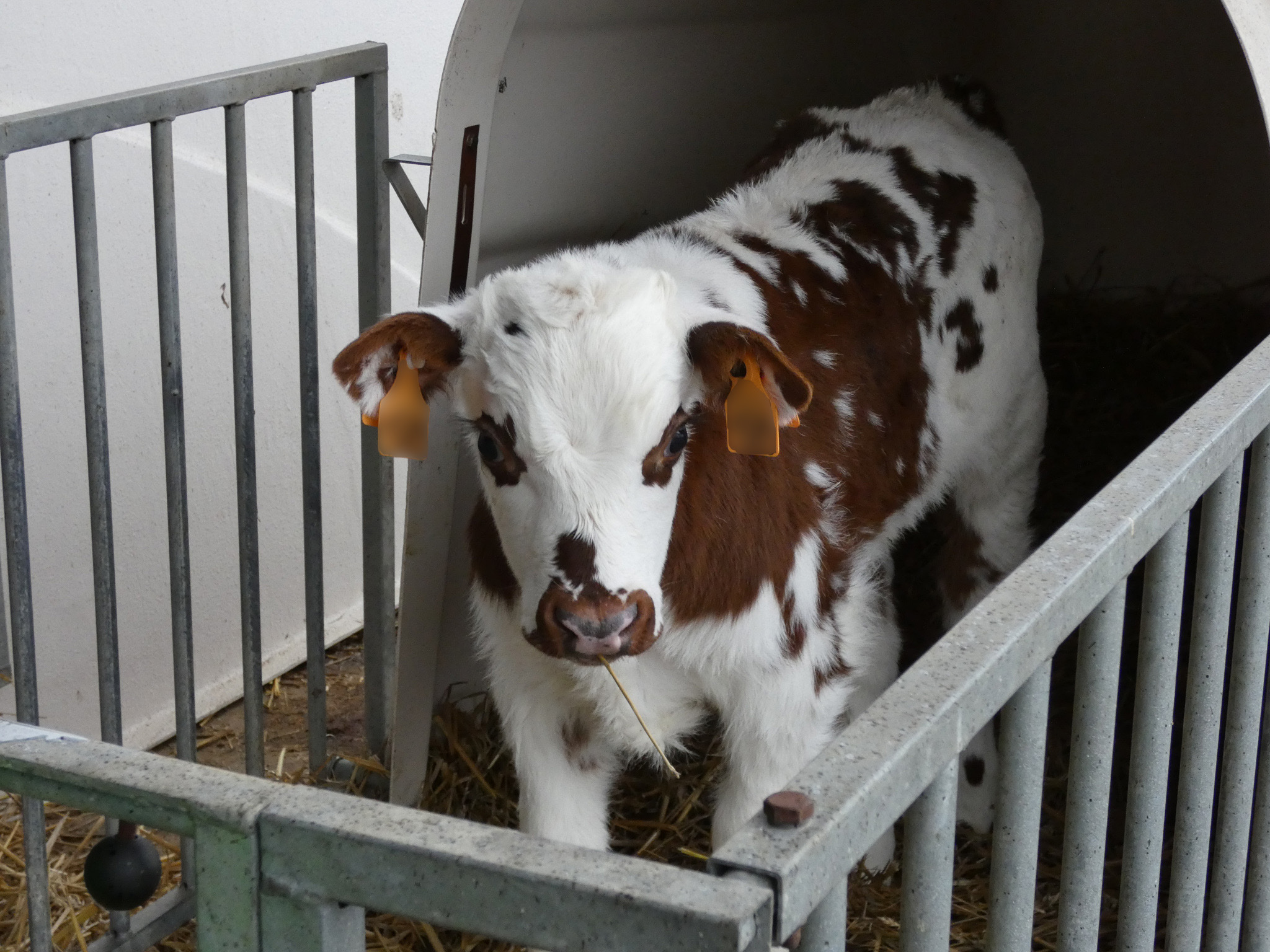 Diarrhée virale bovine est une maladie réglementée depuis 2019