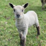 les maladies du jeune agneau ou comment assurer autour de la mise bas gds manche