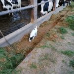 néosporose maladie bovine gds manche