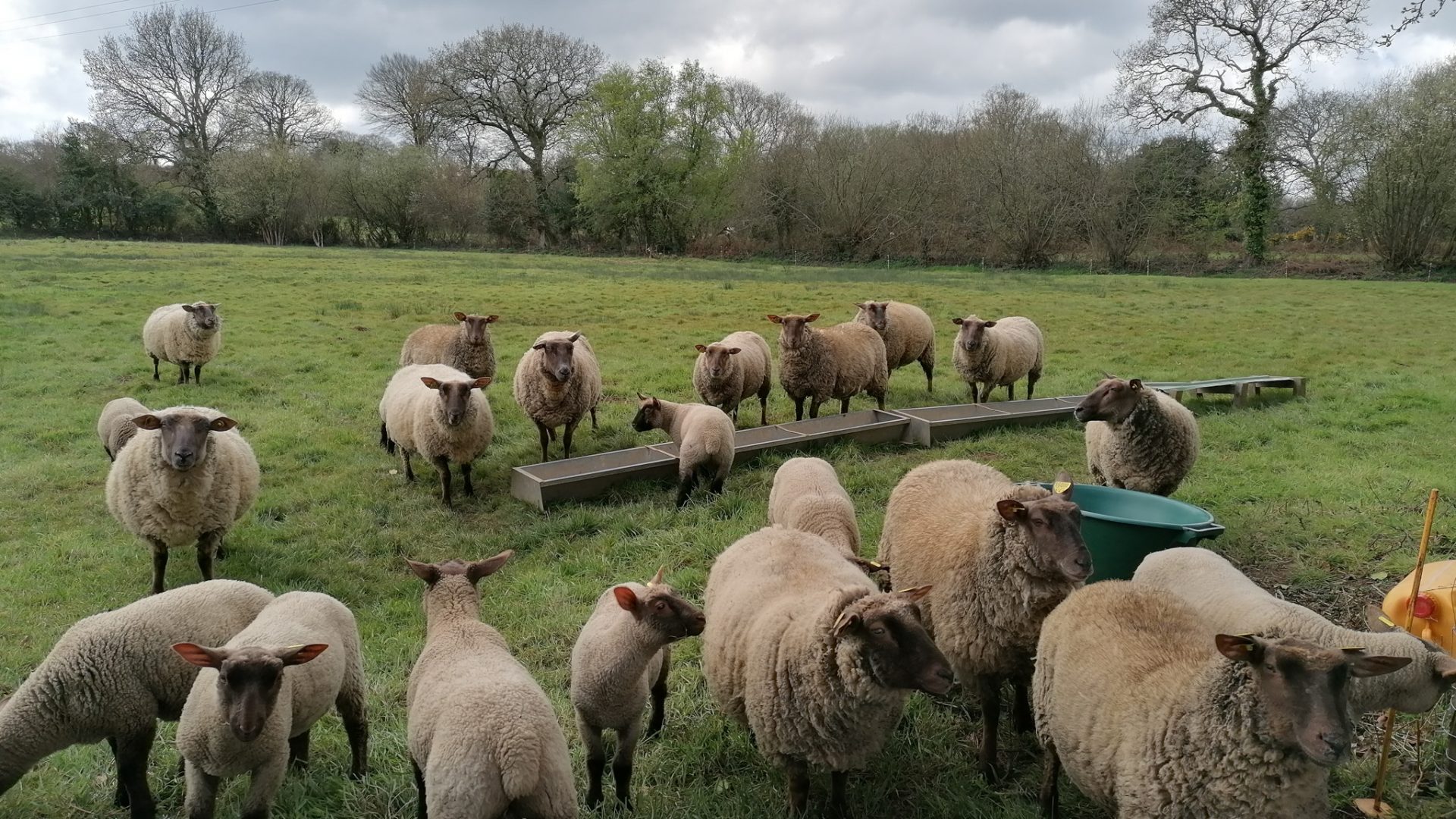 troupeau de moutons ovins gds manche