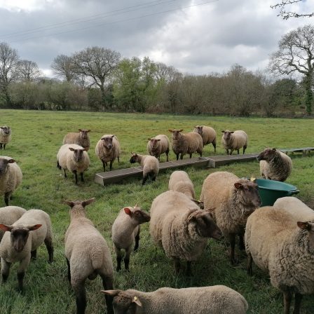 Formation garder son troupeau de moutons en bonne santé