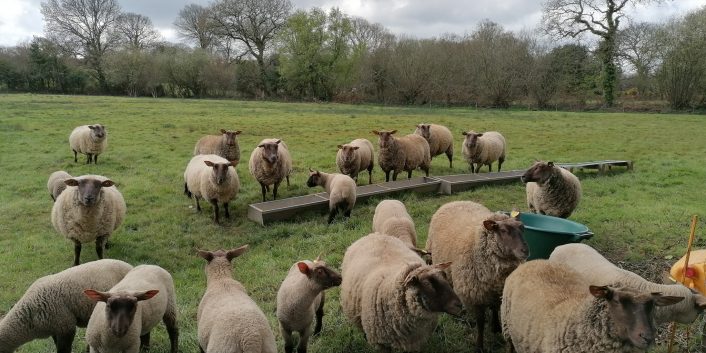 troupeau de moutons ovins gds manche