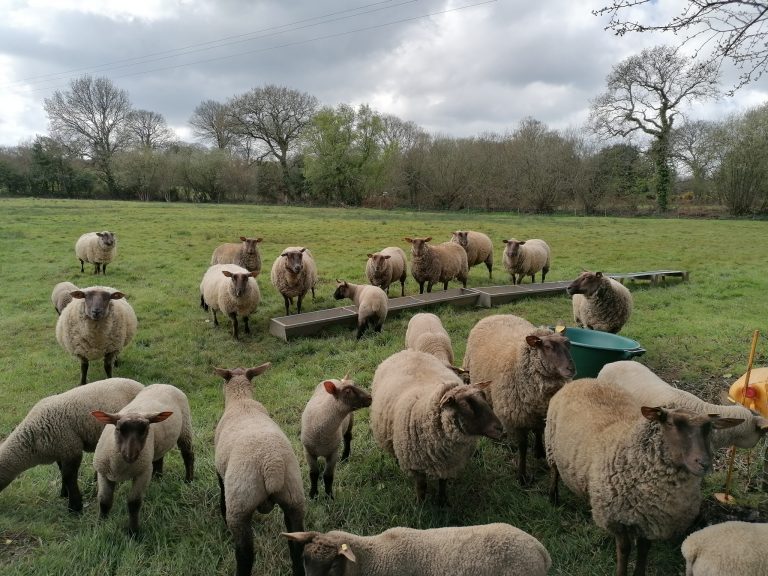 troupeau de moutons ovins gds manche