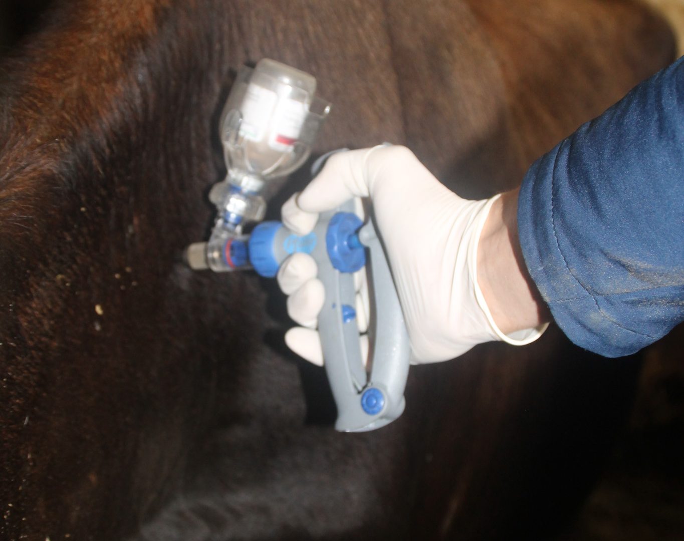 vaccination d'un bovin contre la fièvre q gds manche