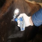 vaccination d'un bovin contre la fièvre q gds manche