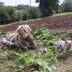 formation biosécurité porcine gds manche