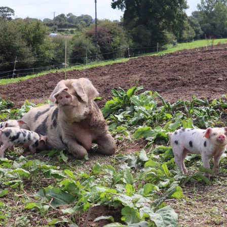 Biosécurité porcine : venez vous former le 19 octobre