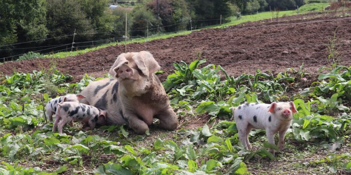 formation biosécurité porcine gds manche