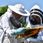 gds de la manche accueil section apicole septembre 2023