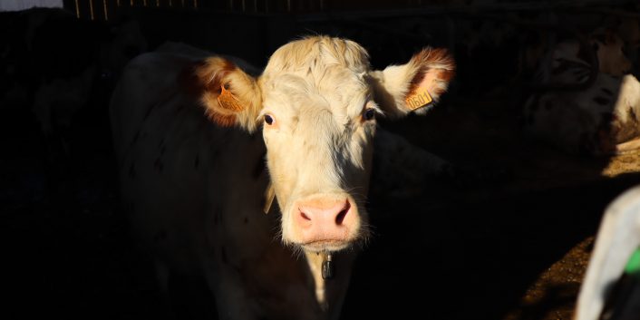 réunion section bovine nobembre 2023 gds manche