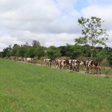 Bureau section bovine - octobre 2023