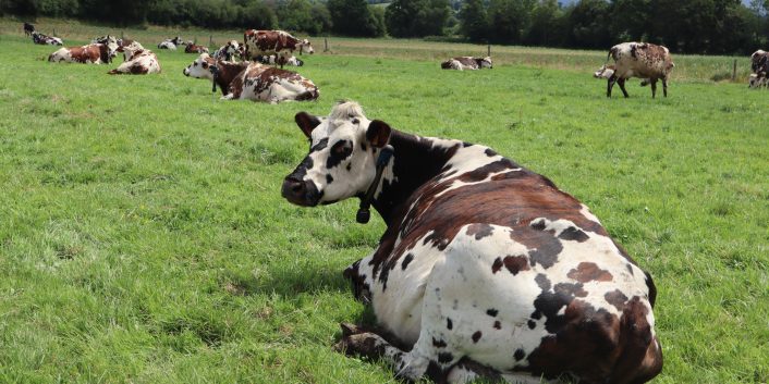 réunion de la section bovine du GDS manche septembre 2023