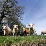 La MHE franchit les Pyrénées section bovine gds manche