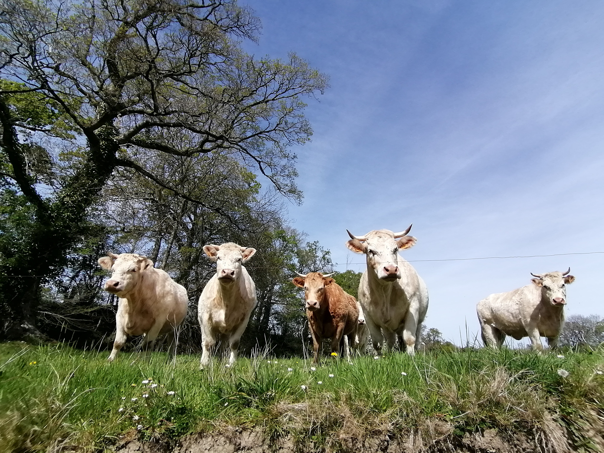 La MHE franchit les Pyrénées section bovine gds manche