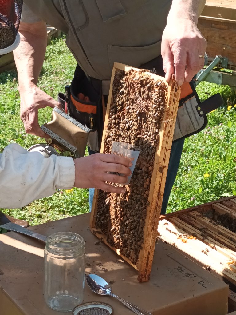 Varroose varroa destructor comptage varroa gds manche