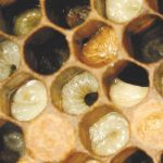 loque européenne section apicole gds manche