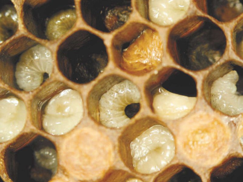loque européenne section apicole gds manche