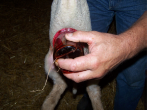 nouvelle saisons d'agnelages désinfection cordon ombilical gds manche