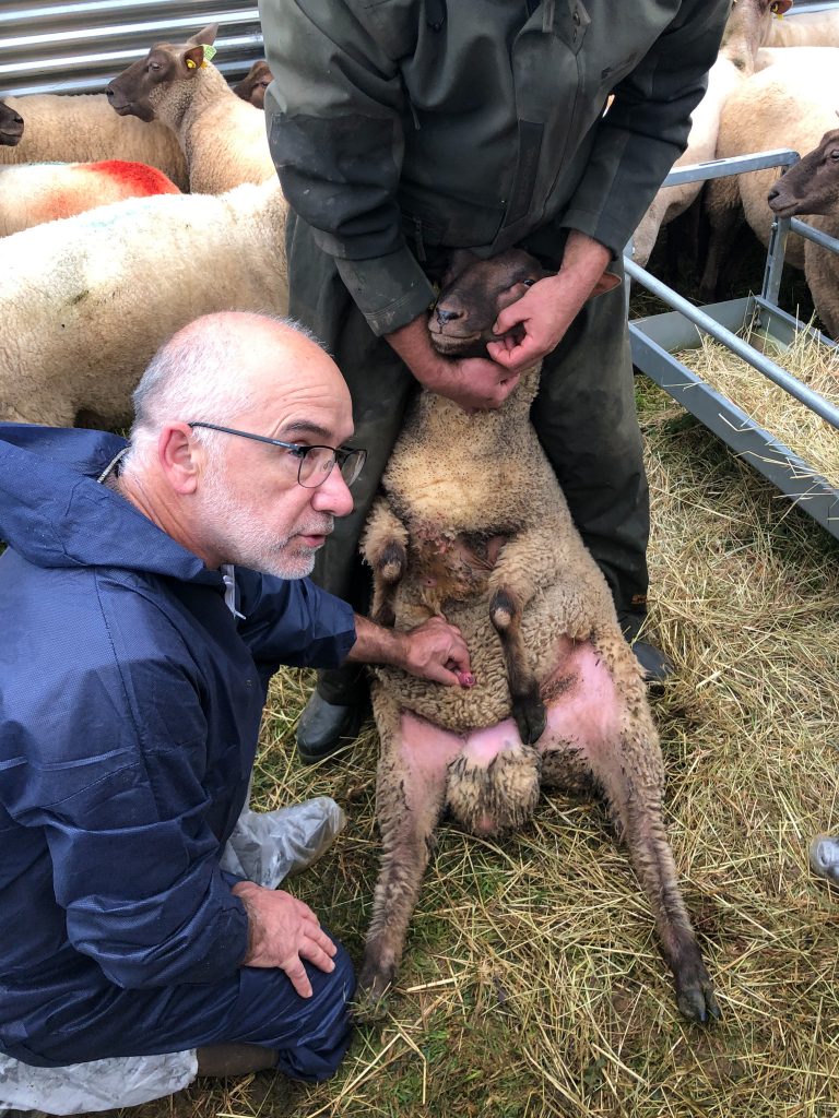 formation maladie du jeune agneau gds manche