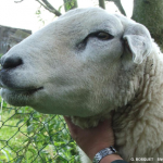 vacciner ses moutons contre la fco gds manch
