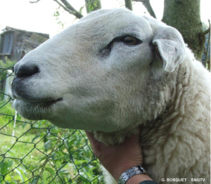 Fièvre Catarrhale Ovine : il n’est pas encore trop tard pour vacciner vos moutons !