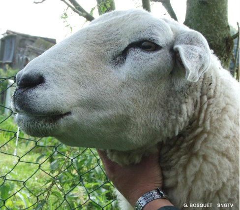 vacciner ses moutons contre la fco gds manch