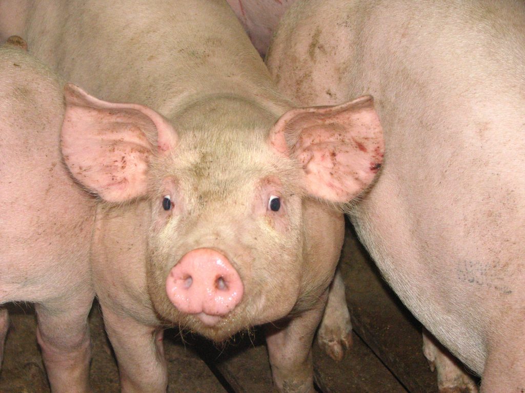 Syndrome dysgénique respiratoire porcine gds manche