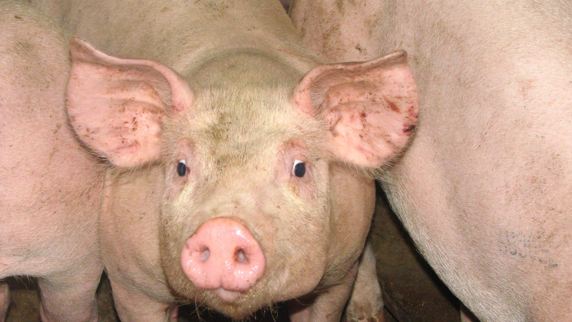 Syndrome dysgénique respiratoire porcine gds manche