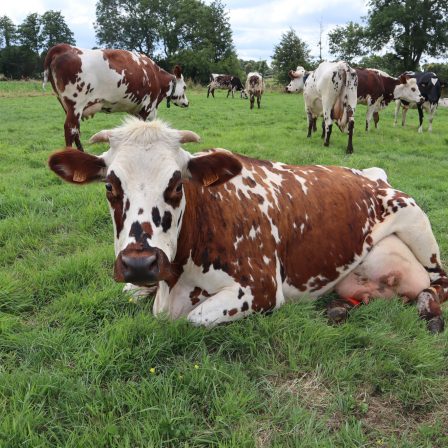Formation Maîtriser la préparation au vêlage pour garantir le bon démarrage de la lactation (COMPLET)