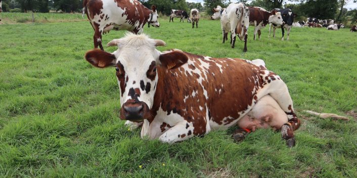 bronchite vermineuse gds manche