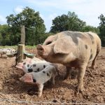la biosécurité en élevage porcin gds manche
