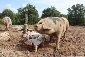 La biosécurité en élevage porcin