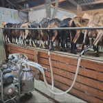 Le caev entraine des répercussions sur la production laitiere GDS manche