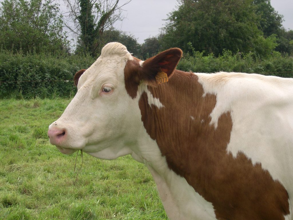 brucellose bovine gds manche