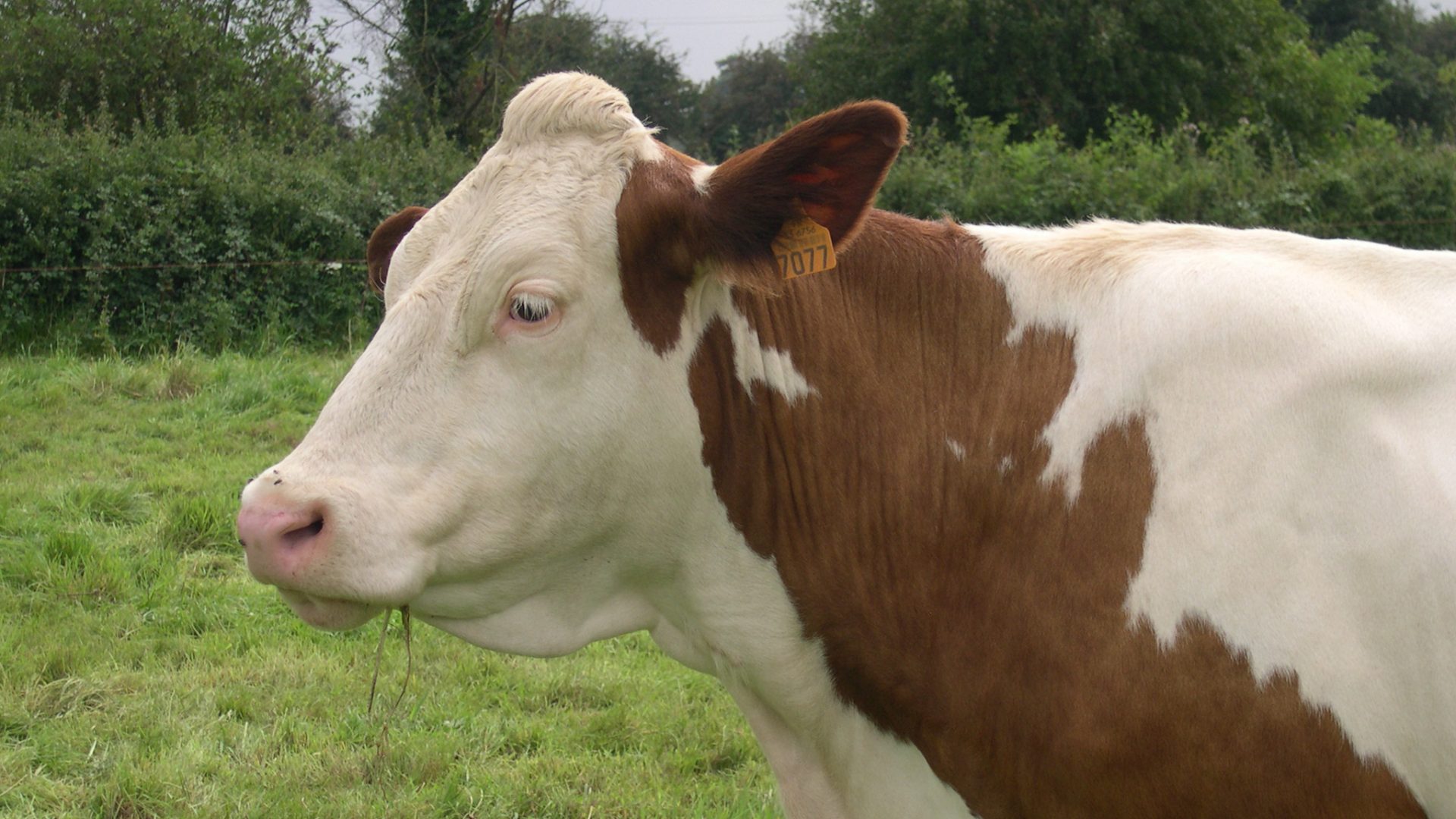 brucellose bovine gds manche