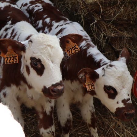 Formation La santé et l'alimentation du veau laitier (COMPLET)