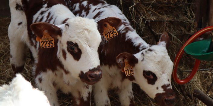 diarrhées néonatales infectieuses gds manche