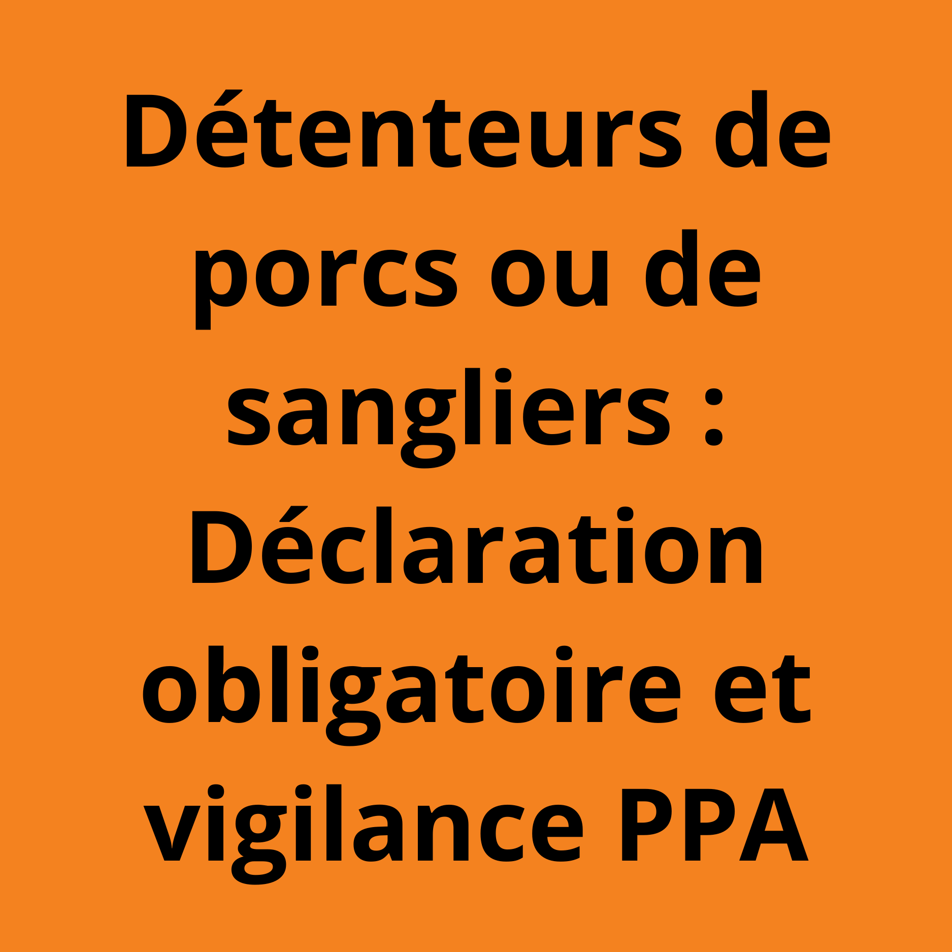 Détenteurs de porcs ou de sangliers : déclaration obligatoire et vigilance PPA