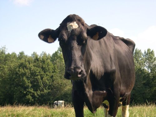 La dermatose nodulaire bovine arrive en France : un foyer confirmé en Savoie