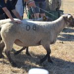 Concours Cotentin Brecey GDS 50