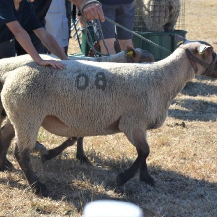 Retrouvez le GDS Manche au concours Cotentin de Brecey !