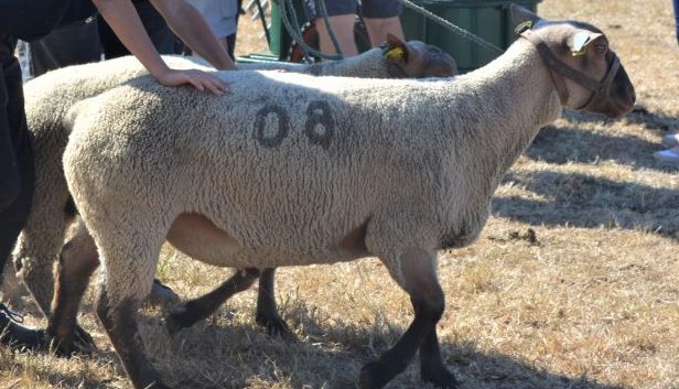 Concours Cotentin Brecey GDS 50