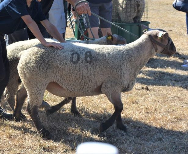 Concours Cotentin Brecey GDS 50