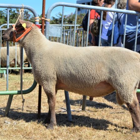 Retrouvez le GDS Manche au concours Cotentin de Montebourg !