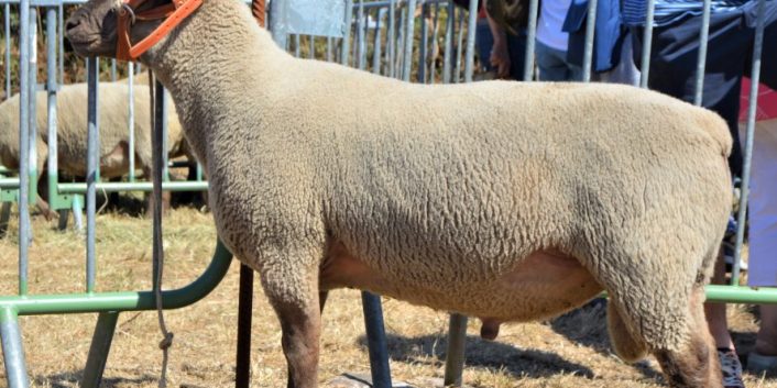 Concours Cotentin GDS 50